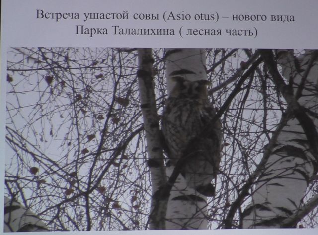 Птицы Подольска, Даниил Давыдов, библиотека "Светловка" - фото 11