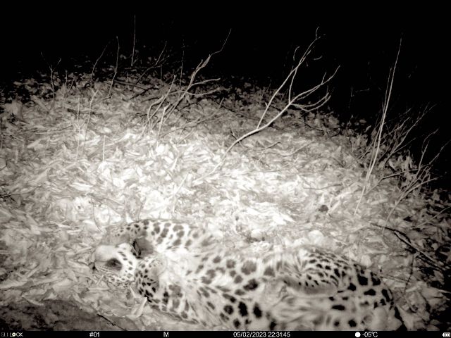 Лео провел первую ночную фотосессию в дикой природе - фото 2