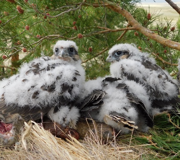 Хищные птицы Сибири пострадали из-за изменений климата WWF России и Российская сеть изучения и охраны хищных птиц отмечают: изменение климата привело к серьезному увеличению смертности молодых хищных птиц в этом году - фото 2