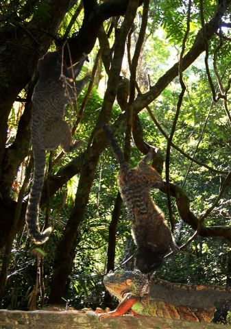 Окно в мир Василия Климова: черноухие мармозетки и игуана - фото 5