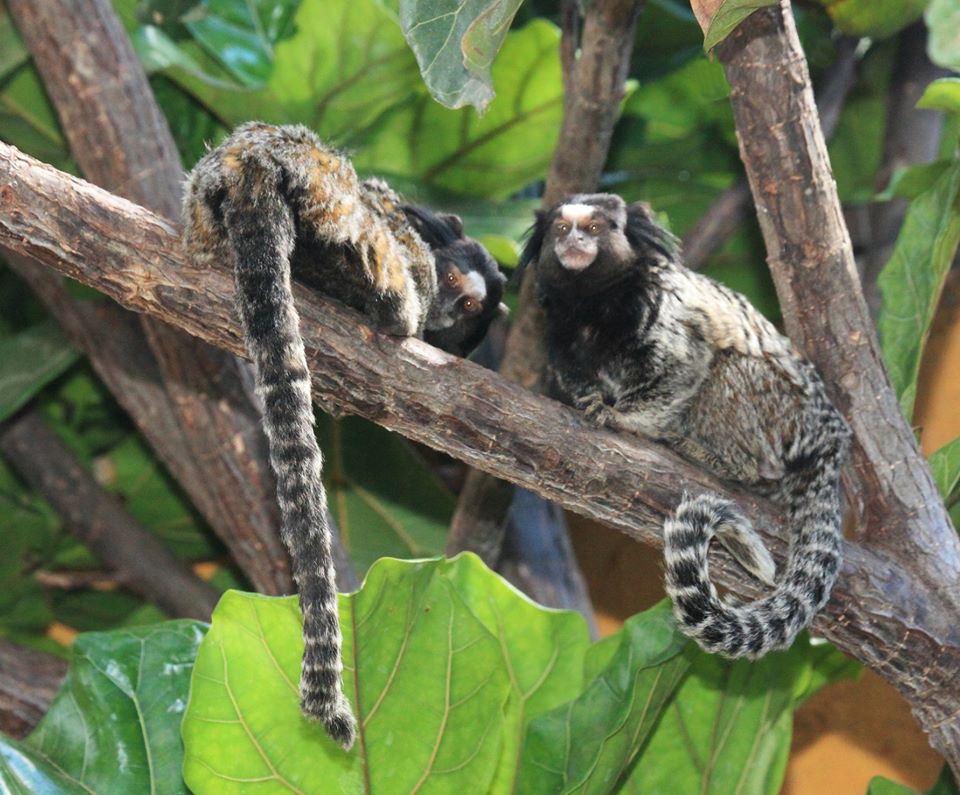 Окно в мир Василия Климова: черноухие мармозетки и игуана - фото 3