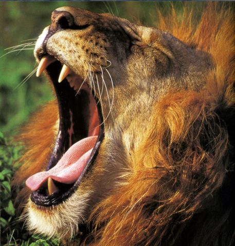 Окно в мир Василия Климова. Африканские львы в Крыму. Откуда? - фото 1