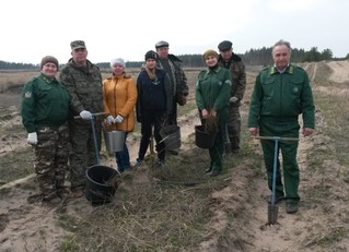 В память о ветеране лесного хозяйства  работники Давыдовского лесничества Воронежской области посадили лесные культуры - фото 1