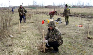 В память о героях Великой Отечественной войны в Шехминском поселении Рязанщины появилась аллея из сотни берез    - фото 1