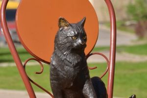 cat-spb-gh