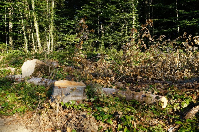 WWF России требует проверить законность вырубки защищенных лесов Краснодарского края - фото 1