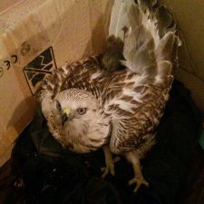original-birdie
