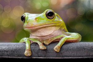 original-frog