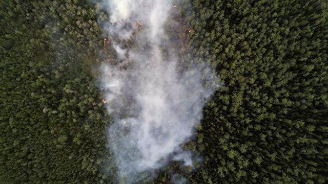 Более 200 гектаров леса потушили в Приморье - фото 1