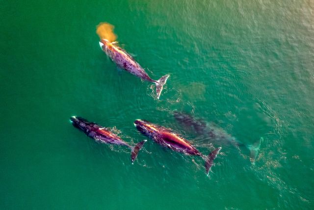 Экспедиция WWF России изучает жизнь китов в бухте Врангеля, чтобы снизить воздействие человека на животных - фото 2