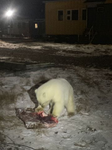 Сотрудники WWF России обнаружили в чукотском селе осиротевшего медвежонка - фото 3
