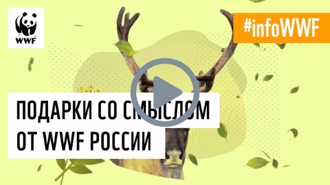 WWF России представляет «Подарки со смыслом» — устойчивое решение для корпоративных сувениров - фото 2