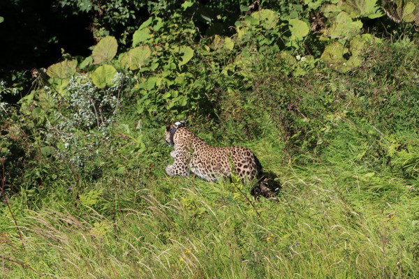 Еще двух переднеазиатских леопардов выпустили в дикую природу - теперь их в России семь! - фото 1