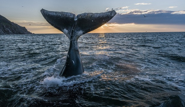 АНОНС WWF: открытие фотовыставки «Живые моря Российской Арктики» - фото 1