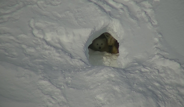 Квадрокоптеры открывают новые перспективы при учете белых медведей в Арктике - фото 2