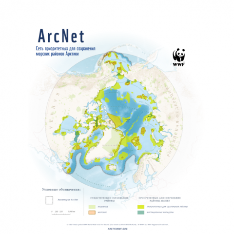 WWF представляет ArcNet – новый инструмент для сохранения природы арктических морей - фото 2