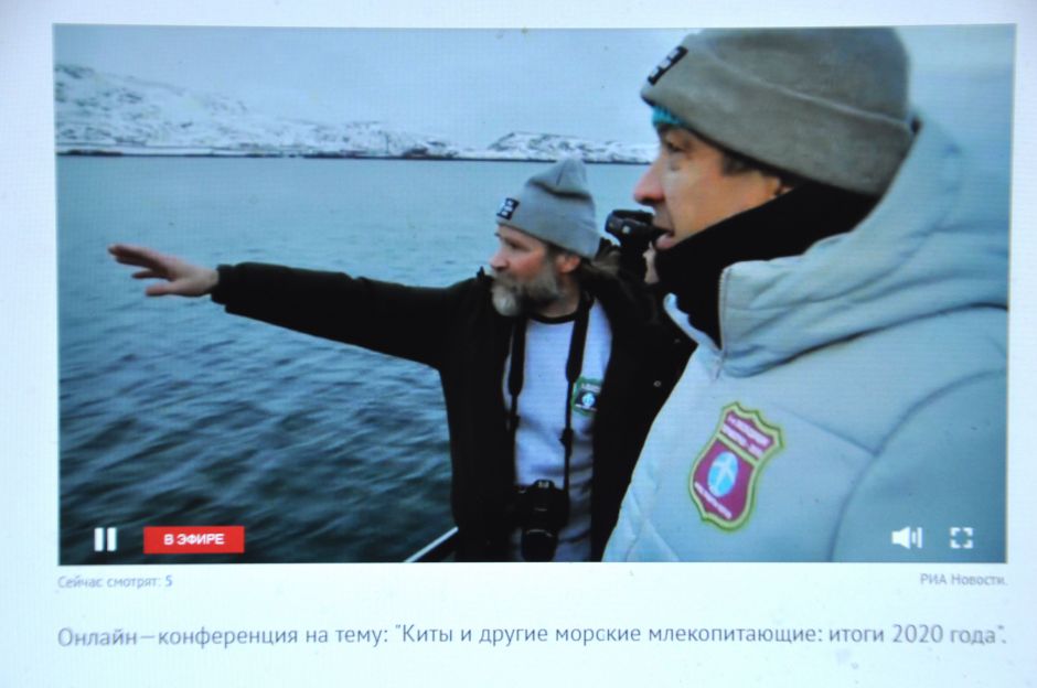 Киты и другие морские млекопитающие: итоги 2020 года - фото 3