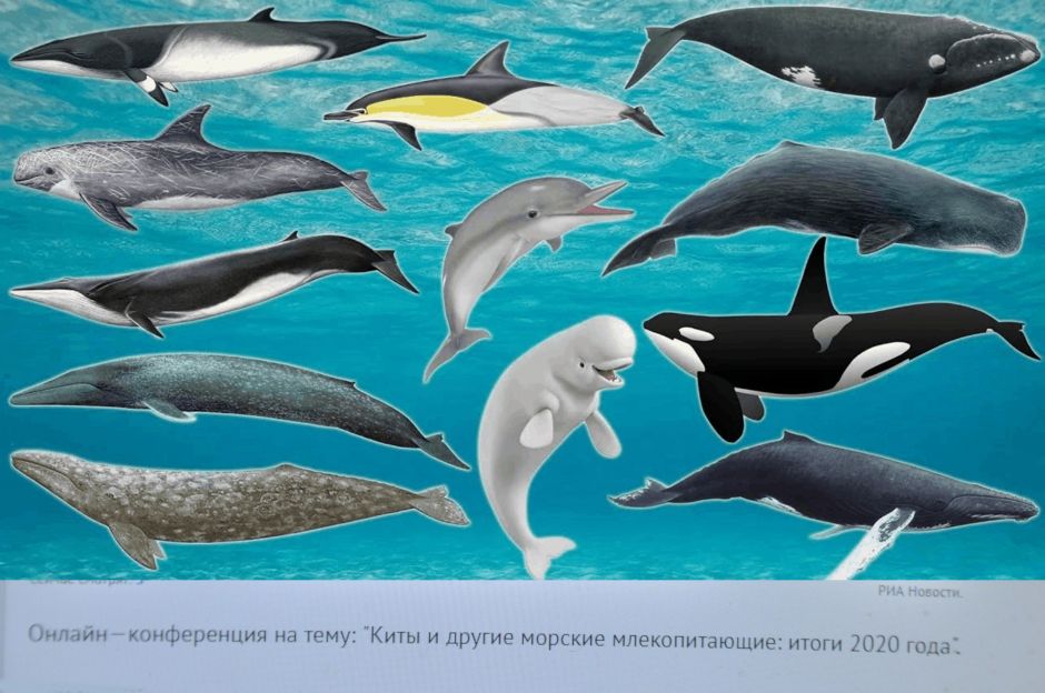 Киты и другие морские млекопитающие: итоги 2020 года - фото 8