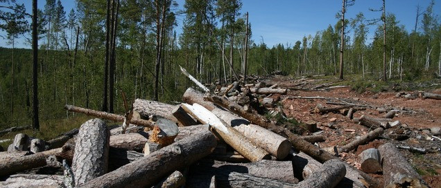 WWF обеспокоен нелегальностью санитарных рубок в России - фото 1