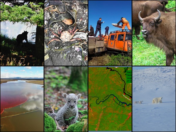 WWF России подвел экологические итоги 2020 года - фото 1