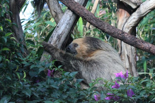 Окно в мир Василия Климова. Теперь о ленивце  и его симбионтах - фото 2