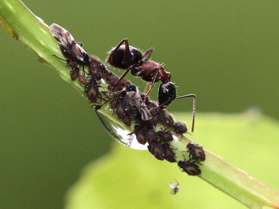 Сегодня Василий Климов расскажет, зачем муравьи пасут тлей - фото 2