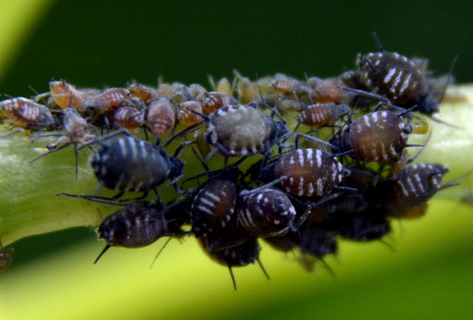 Сегодня Василий Климов расскажет, зачем муравьи пасут тлей - фото 5