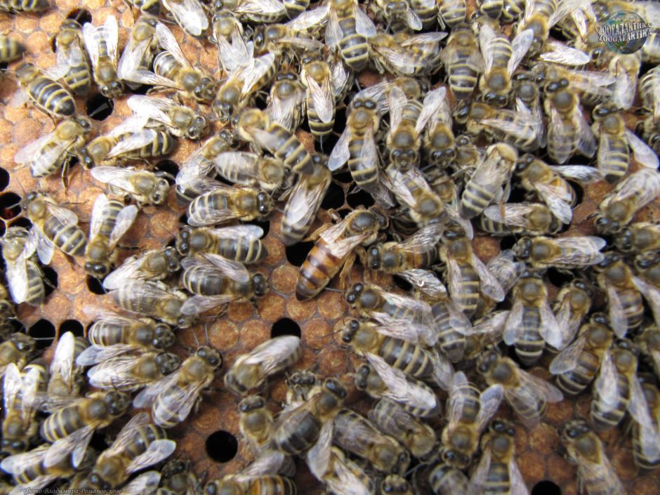Василий Климов в своем окне в мир о диких пчелах-строителях - фото 8