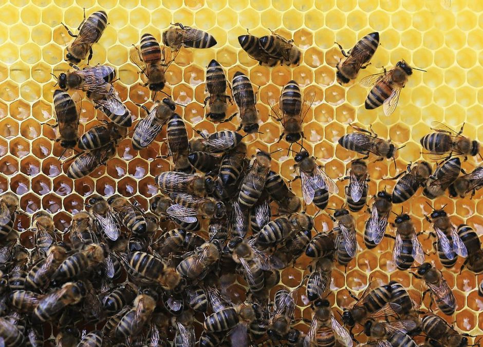 Василий Климов в своем окне в мир о диких пчелах-строителях - фото 1