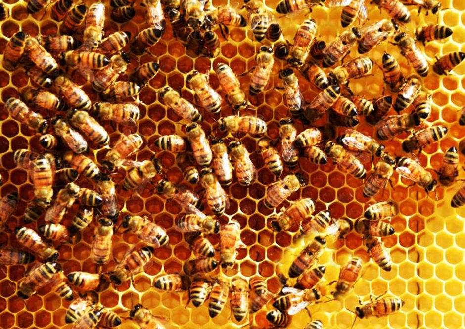 Василий Климов в своем окне в мир о диких пчелах-строителях - фото 2