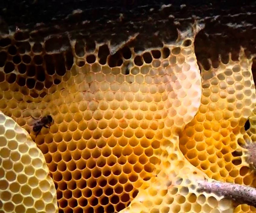 Василий Климов в своем окне в мир о диких пчелах-строителях - фото 6