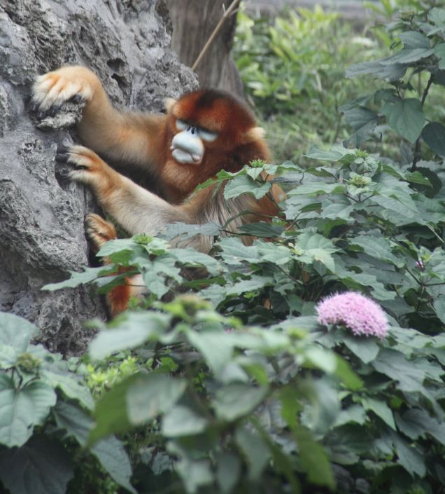 Василий Климов и золотые обезьяны Китая в его окне в мир - фото 4