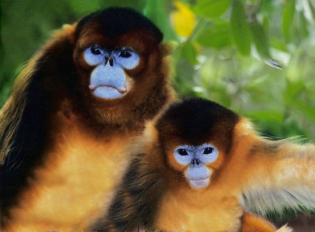 Василий Климов и золотые обезьяны Китая в его окне в мир - фото 8
