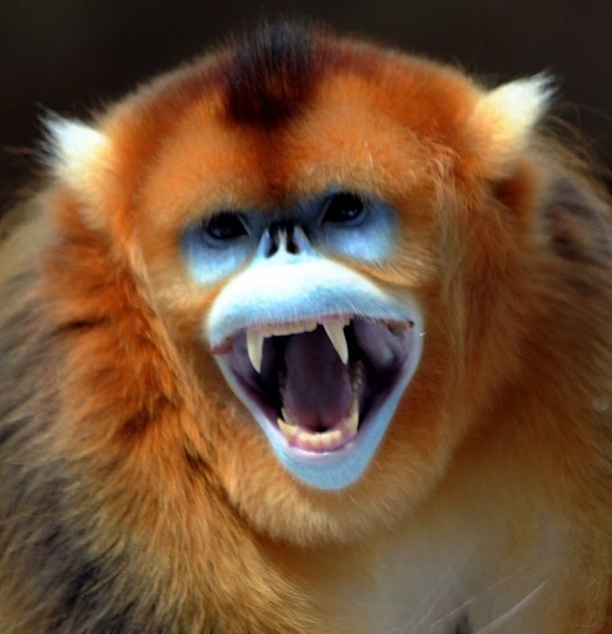 Василий Климов и золотые обезьяны Китая в его окне в мир - фото 3