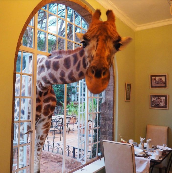 Жираф-Манор в окне в мир Василия Климова. Завтрак с жирафами - фото 8