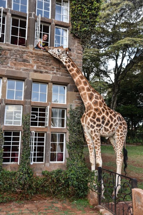 Жираф-Манор в окне в мир Василия Климова. Завтрак с жирафами - фото 7