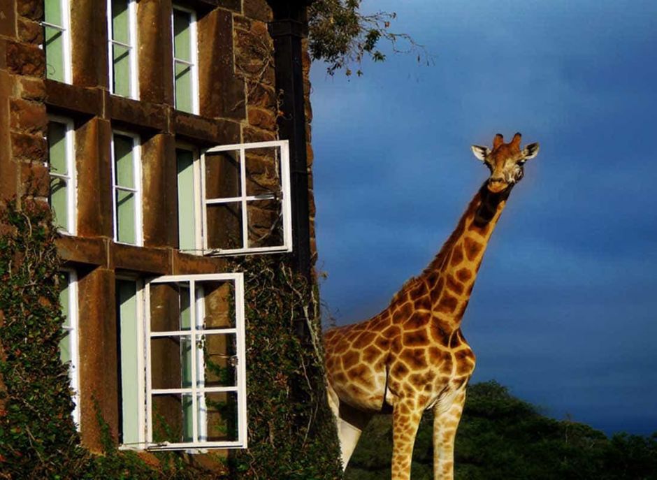 Жираф-Манор в окне в мир Василия Климова. Завтрак с жирафами - фото 9
