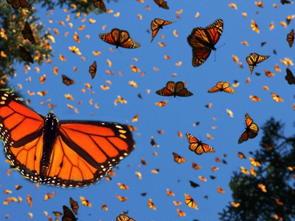 Окно в мир Василия Климова и в нем бабочки-монархи - фото 7