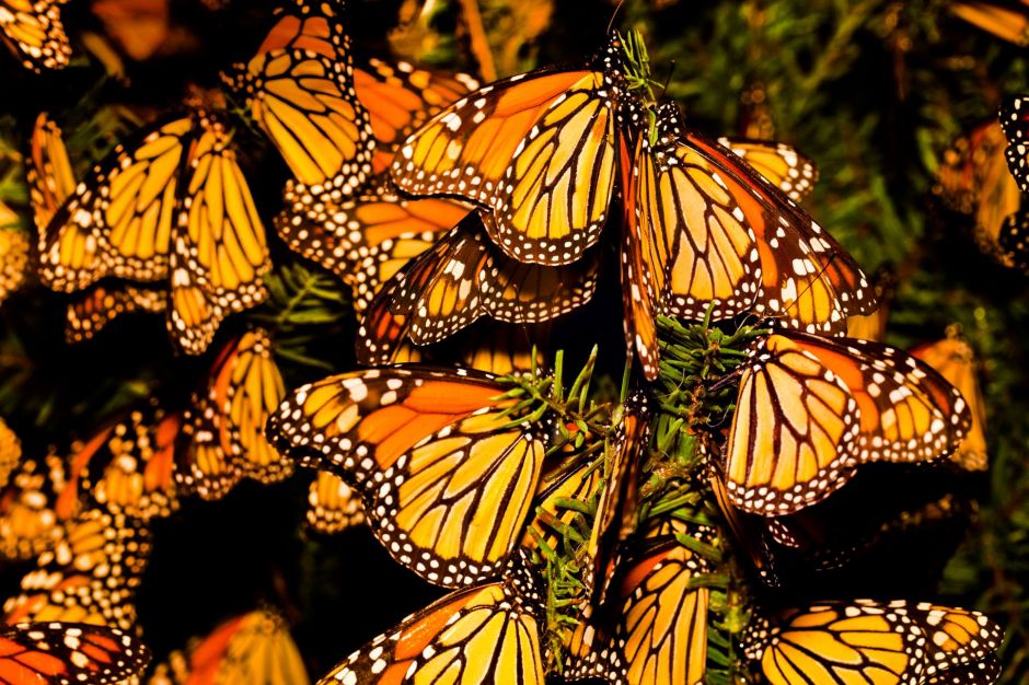 Окно в мир Василия Климова и в нем бабочки-монархи - фото 4
