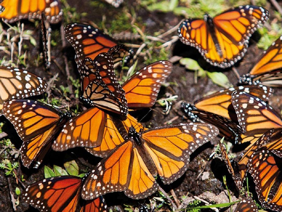 Окно в мир Василия Климова и в нем бабочки-монархи - фото 8