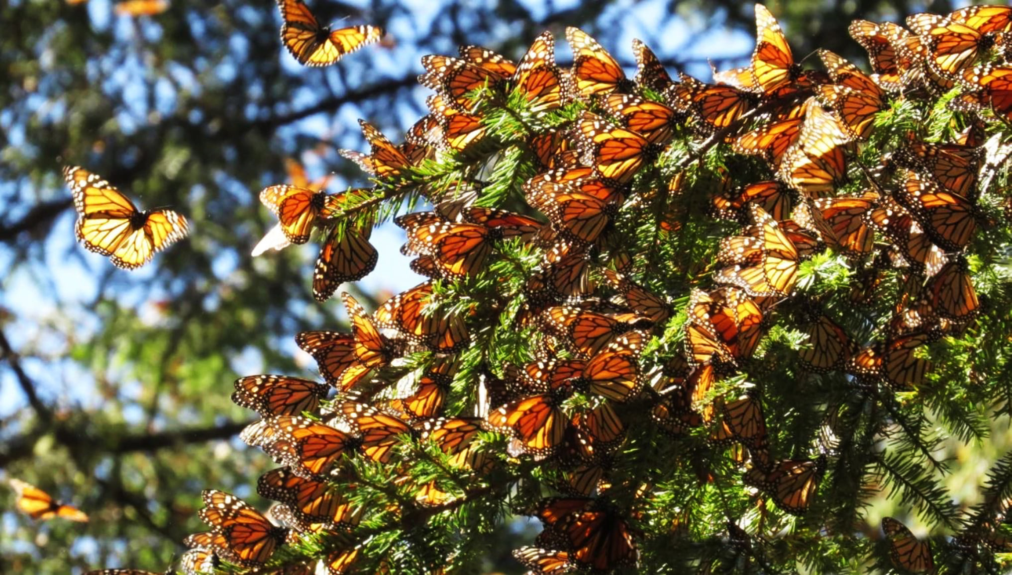 Окно в мир Василия Климова и в нем бабочки-монархи - фото 10