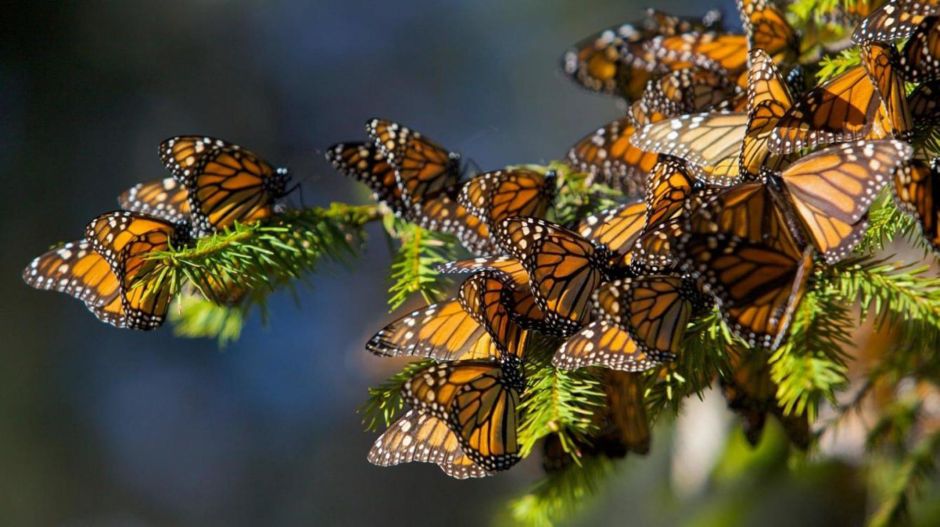 Окно в мир Василия Климова и в нем бабочки-монархи - фото 9