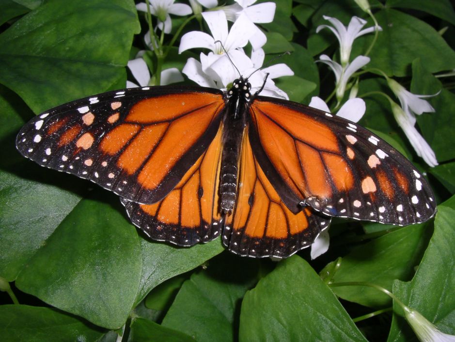 Окно в мир Василия Климова и в нем бабочки-монархи - фото 2