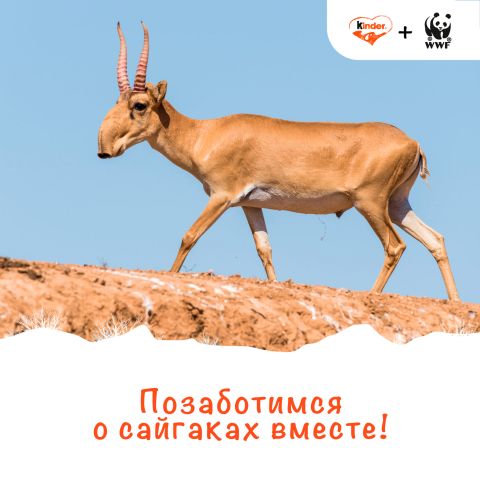 WWF России и Kinder® запустили акцию “Позаботимся о сайгаках вместе!” - фото 1
