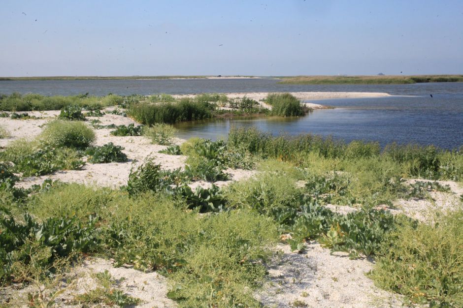 Окно в мир Василия Климова. Остров Бирючий - жемчужина Азовского моря - фото 14