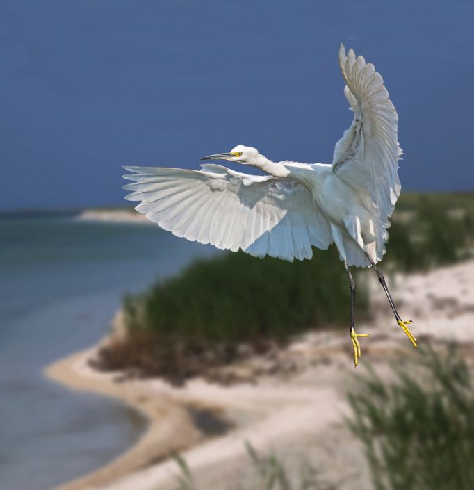 Птицы Василия Климова на острове Бирючий - фото 11