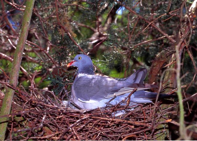 Василий КЛИМОВ в своем окне в мир об эволюции птичьих гнезд - фото 3