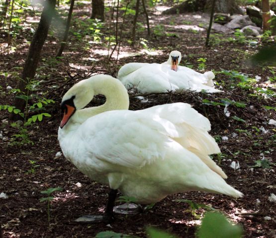Василий КЛИМОВ в своем окне в мир об эволюции птичьих гнезд - фото 9