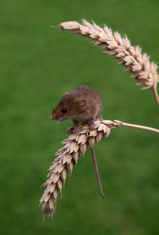 Мышь-малютка Василия Климова в его окне в природу - фото 7