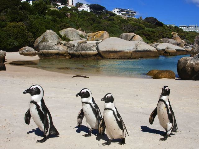 Африка, пингвины все это в окне в природу Василия Климова - фото 3